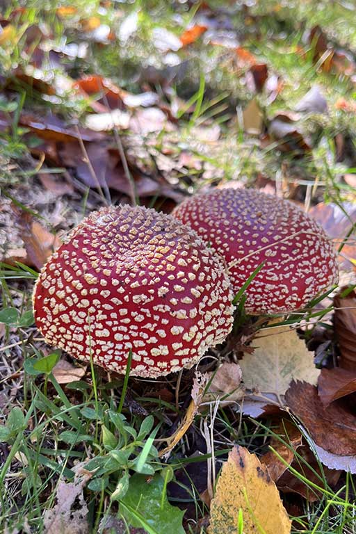 grange ardeche champignon