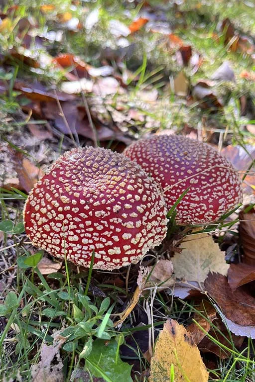 grange ardeche champignon
